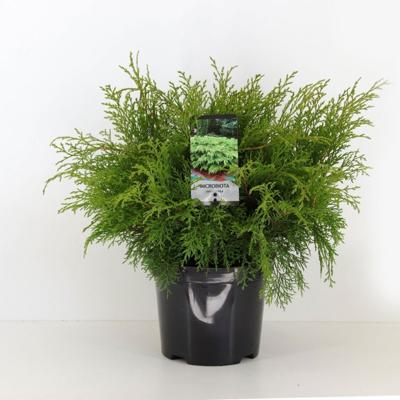 Microbiota decussata 30-40 cm - Warentuin natuurlijk