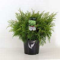 Microbiota decussata 30-40 cm - Warentuin natuurlijk