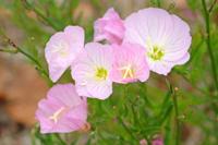 Teunisbloem
