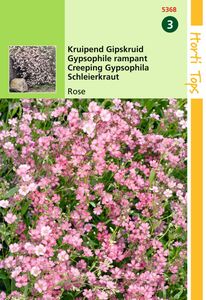 Gypsophila Repens Rose - Hortitops