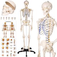 tectake® - Anatomie skelet - spier- en botmarkering - incl. poster met spieren en botten - 181cm - 400502 - thumbnail