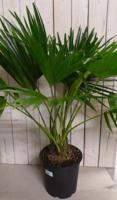 Livistona Australis Waaierpalm 80 cm kamerplant Warentuin Natuurlijk - Warentuin natuurlijk