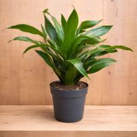 Drakenbloedboom Dracaena Fragrans Janet Lind/Groen H40-60 cm potmaat 17 cm 1 stam kamerplant Warentuin Natuurlijk - Warentuin natuurlijk