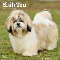 Shih Tzu Kalender 2026