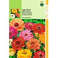 2 stuks HT Zinnia Thumbelina laag gemengd