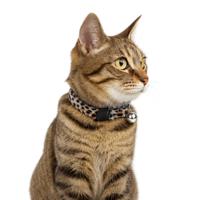 Nobleza Kattenhalsband wit / bruin - Panterprint