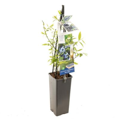 Blauwe bosbes Vaccinium cor. Bluecrop