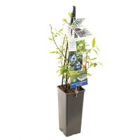 Blauwe bosbes Vaccinium cor. Bluecrop