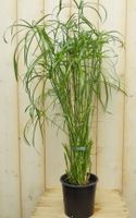 Parapluplant Papyrus Cyperus Alternifolius Kamerplant - Warentuin Natuurlijk