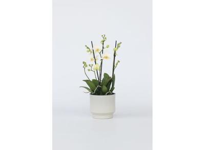 Phalaenopsis Multiflora Orchidee wit