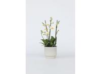 Phalaenopsis Multiflora Orchidee wit