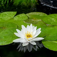 Witte waterlelie / Nymphaea ‘Marliacea Albida’ - thumbnail