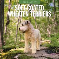 Softcoated Wheaten Terrier Kalender 2026