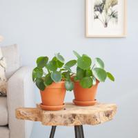 Pilea Peperomioides Duo - P13