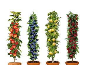 4 Winterharde fruitbomen: Kers, Pruim, Appel en Peer