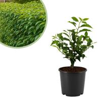Prunus Lusitanica &apos;Angustifolia&apos; - Portugese laurierkers - P17