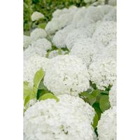 Hydrangea Arborescens "Strong Annabelle"® sneeuwbalhortensia - thumbnail