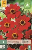 Dahlia Bishop of llandaff