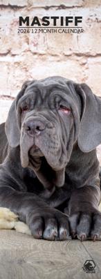 Mastino Napoletano Slimline Kalender 2026