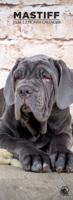 Mastino Napoletano Slimline Kalender 2026