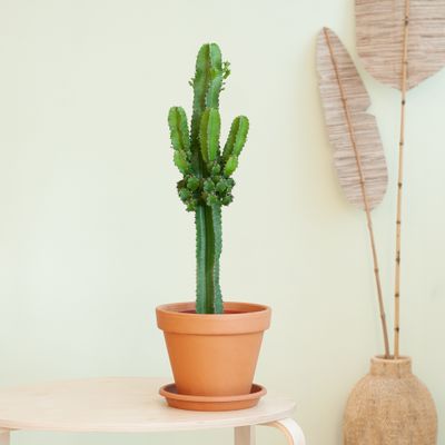 Euphorbia Ingens - Cowboycactus - P19
