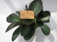 2 stuks! Peperomia clussifolia Red Margin - Warentuin natuurlijk