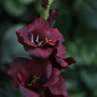 Gladiool Kunsttak 91cm Burgundy