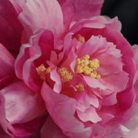 Pioen Kunstbloem 38cm Cerise