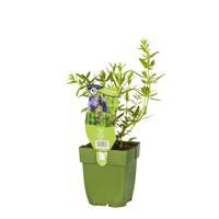 Hyssopus officinalis kruid Griffioen - Griffioen