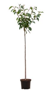2 stuks! Japanse sierkers Prunus serrulata Kanzan 160 cm - Warentuin Natuurlijk