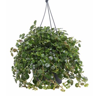 Pilea Depressa - P 17 cm