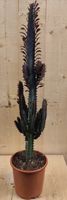 Afrikaanse Melkboom Euphorbia Trigona Cactus kamerplant - Warentuin Natuurlijk - thumbnail