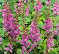 Astilbe chinensis Pumila Samplant - Samplant