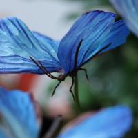 Vlindertak Blauw 60cm