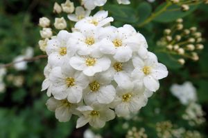 Spierstruik spirea