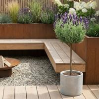 Lavandula stoechas 'Anouk' - Kuiflavendel - P12