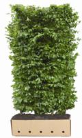 Carpinus betulus 'Beeckman' Heg - Quickhedge
