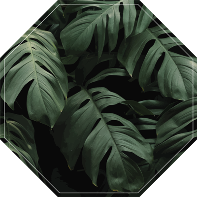 Vinyl vloerkleed Bloemen en planten Monstera bladeren