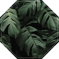 Vinyl vloerkleed Bloemen en planten Monstera bladeren