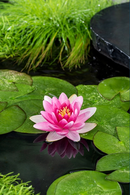 Rode waterlelie / Nymphaea Charles de Meurville' (per 6 stuks)