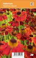 Vips Helenium Moerheim Beauty - Zonnekruid - thumbnail