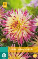 Dahlia Lindsay Michelle Bloembol JUB 1 bol - Jub