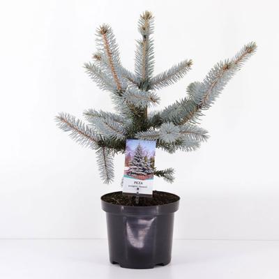 Picea pungens hoopsii 30-40 cm - Warentuin natuurlijk