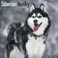 Kalender 2026 Siberische Husky