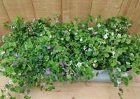 Bacopa 10 potjes per tray mix Warentuin Natuurlijk - Warentuin natuurlijk