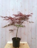Japanse esdoorn rood smal blad struikje 90 cm - Warentuin Natuurlijk