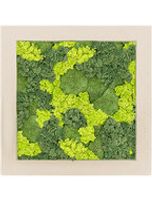Mosschilderij - Polystone Natural 30% Bolmos 70% Rendiermos (Mix) - thumbnail
