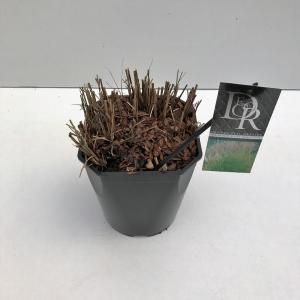 Prachtriet (Miscanthus sinensis "Kleine Silberspinne") siergras - In 5 liter pot - 1 stuks