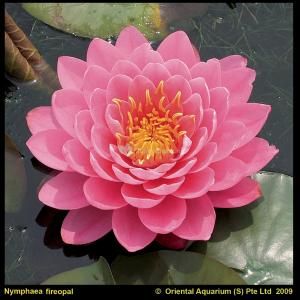 Roze waterlelie (Nymphaea fire opal) waterlelie (6-stuks)