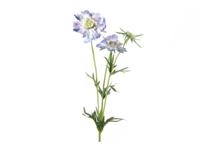 Kunstbloem Scabiosa 8x8x74 cm blauw - Countryfield